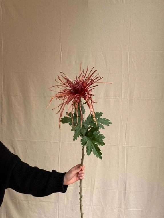 Fox Fodder Flowers image grid container slide 94