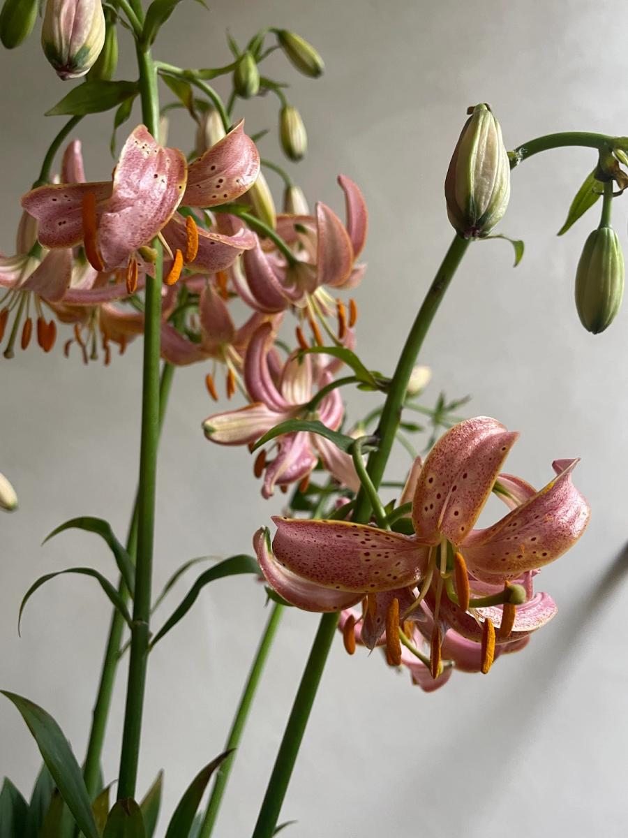 Product image in gallery for What We're Loving - The Next 4 Weeks | Item 9