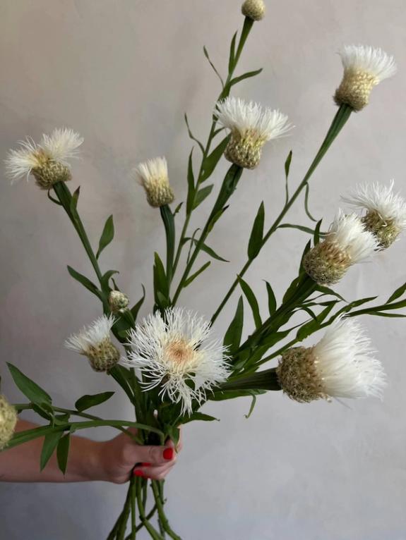 Thumbnail Image of Basketflower - White