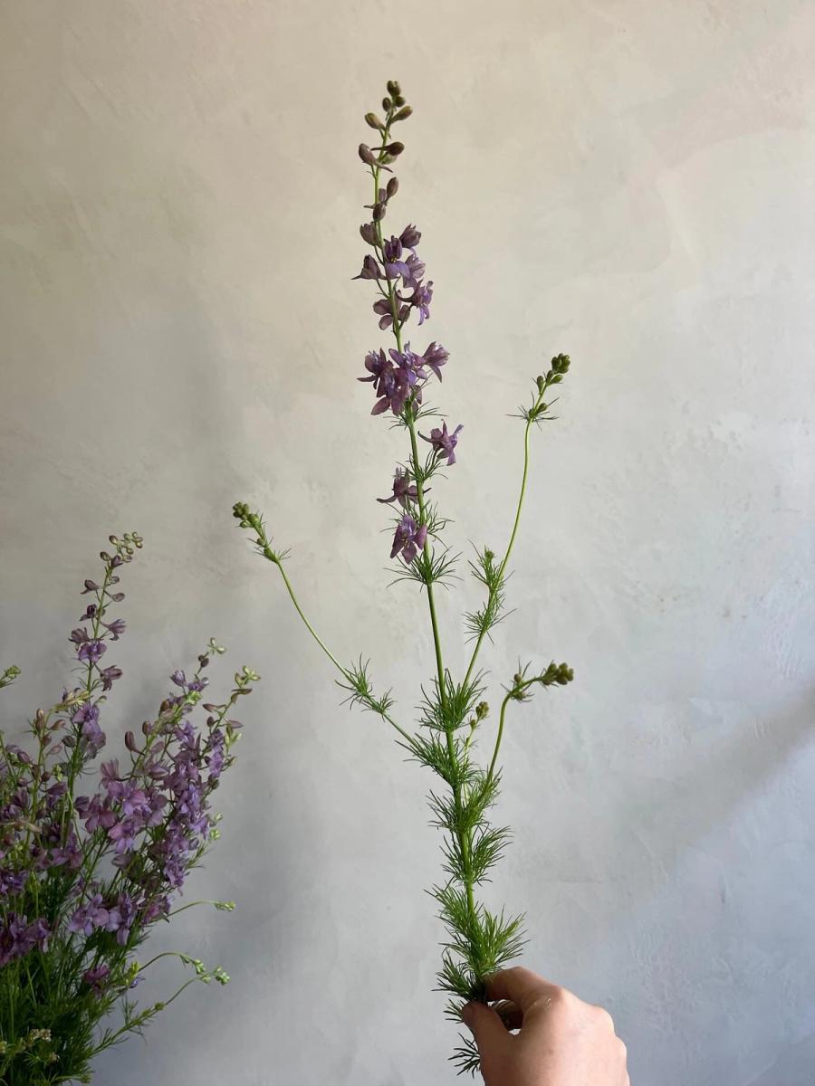 Product image in gallery for Misty Lavender Larkspur | Item 2