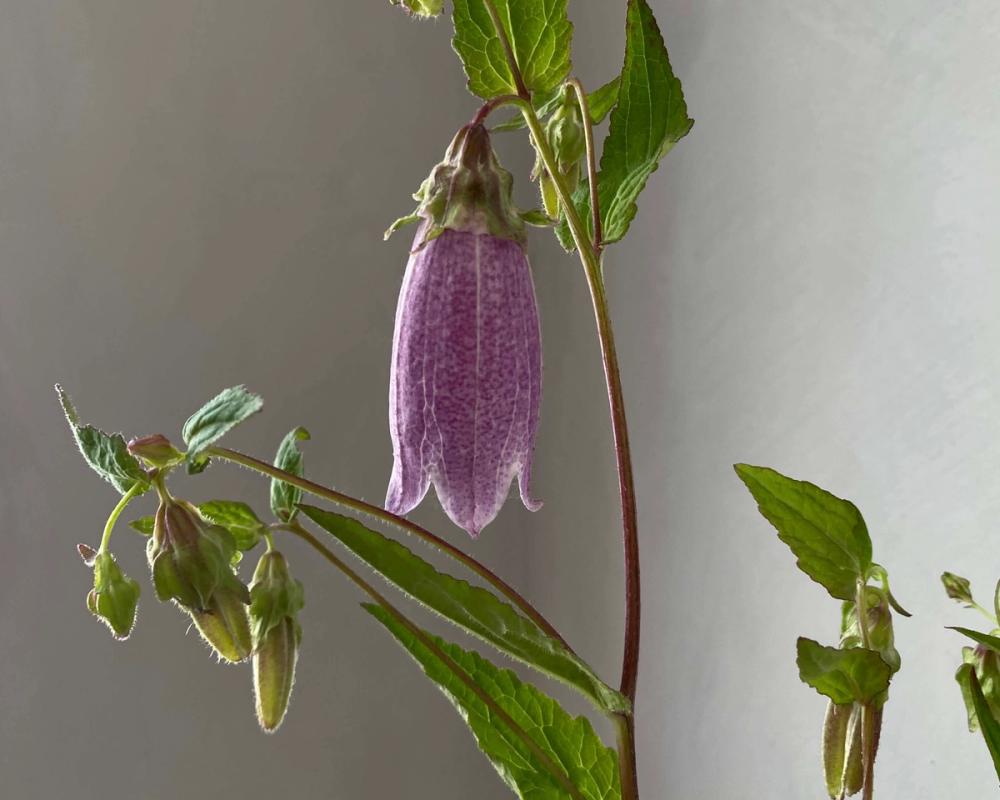 Fox Fodder Flowers Hero Slide 1 Image 1