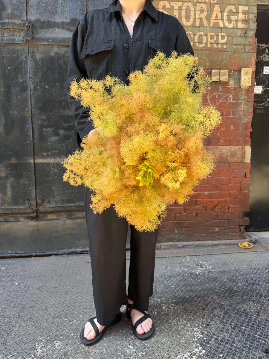 Product image in gallery for Champagne Smoke Bush | Item 3