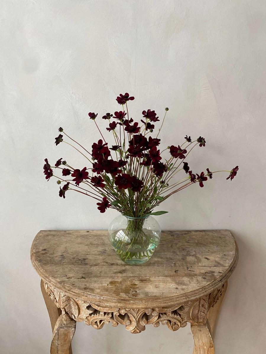 Product image in gallery for Chocolate Cosmos | Item 1