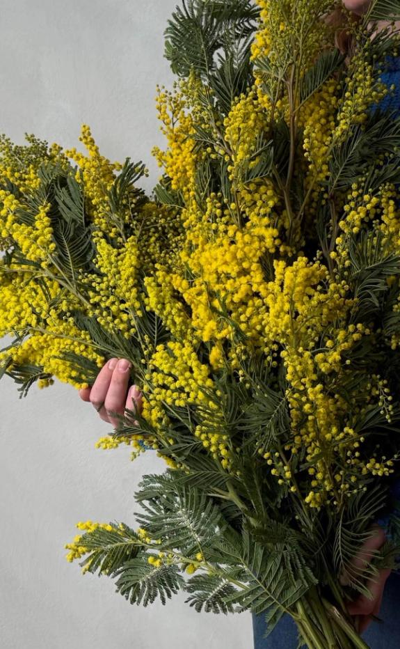 Hover Image of Mimosa