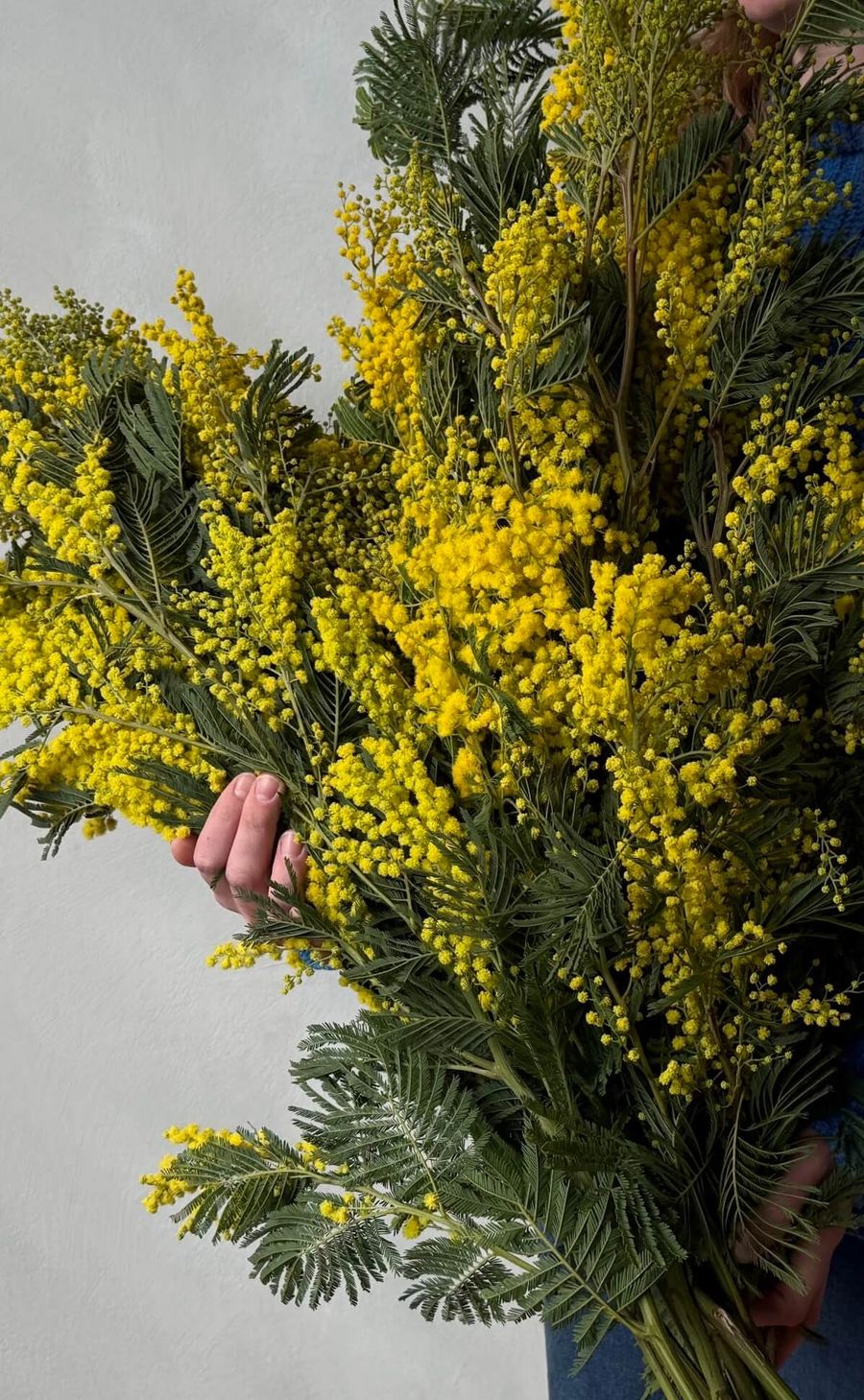 Product image in gallery for Mimosa | Item 2