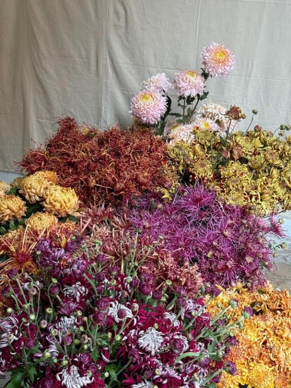 Hover Image of Treadlight's Last Chrysanthemums