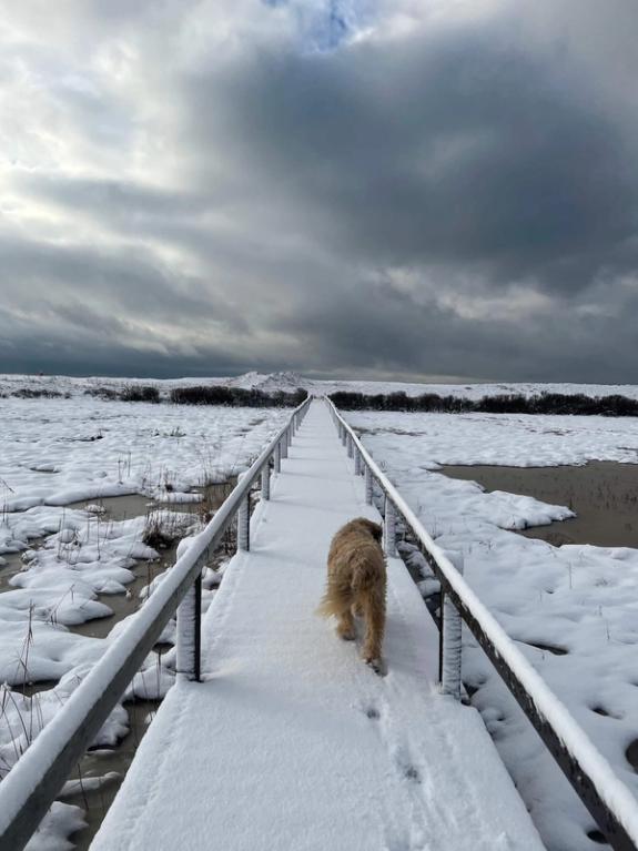 Fox Fodder Flowers image grid container slide 32
