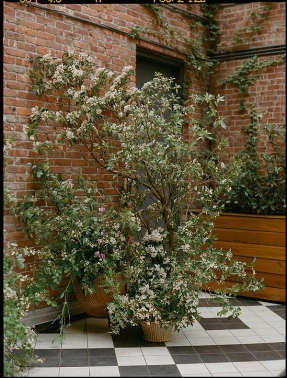 Fox Fodder Flowers image grid container slide 152
