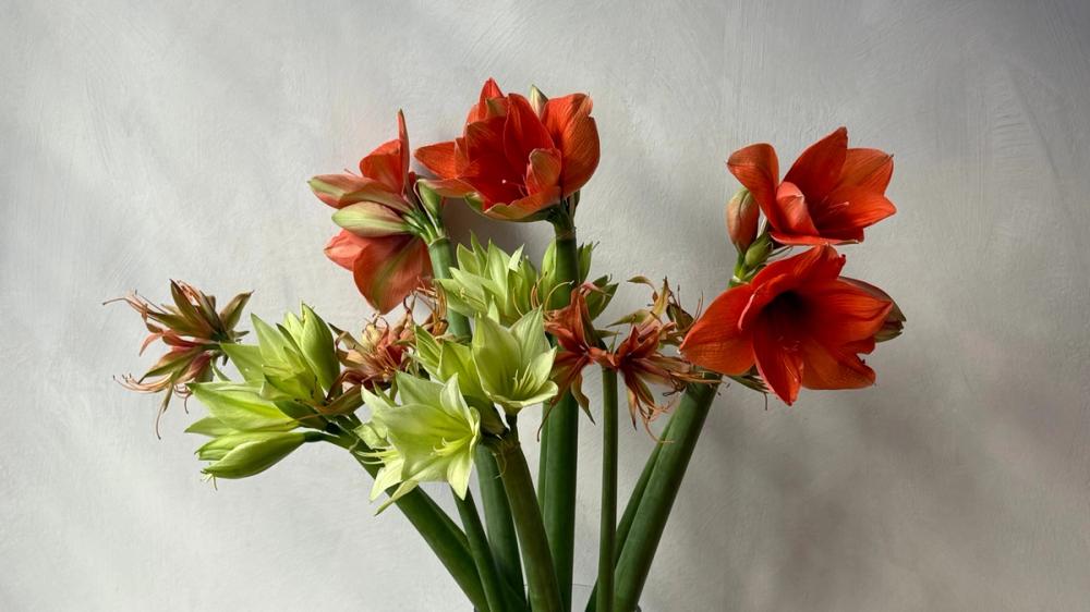 Fox Fodder Flowers Hero Slide 4 Image 1