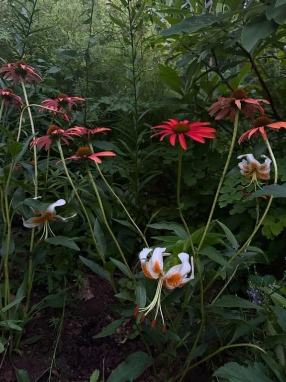 Fox Fodder Flowers image grid container slide 113