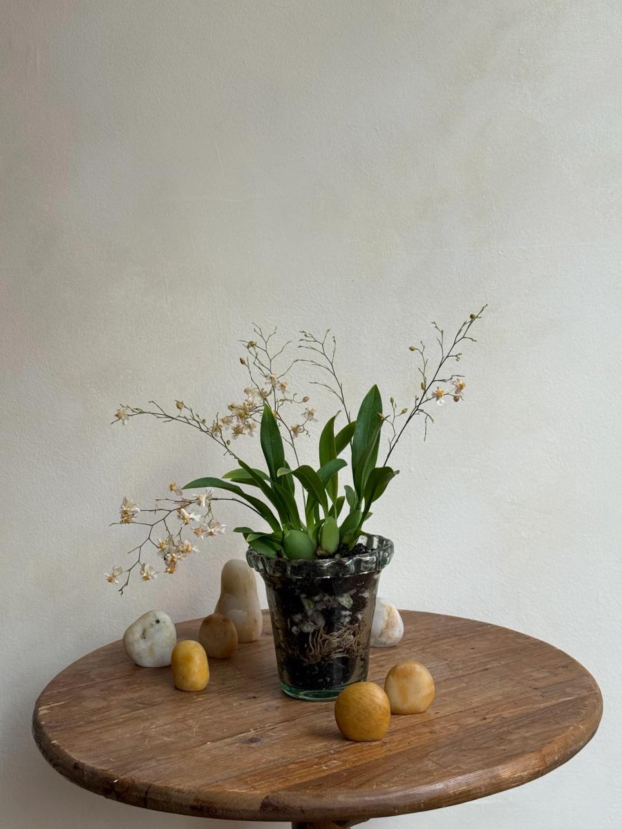 Product image in gallery for Marguerite Orchids in a Pie Crust Vase | Item 2