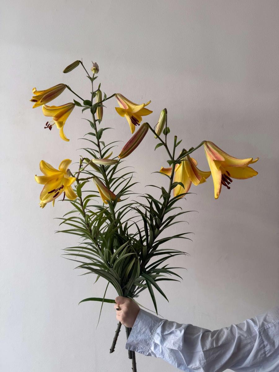Product image in gallery for Giant Lily Golden Splendour | Item 1