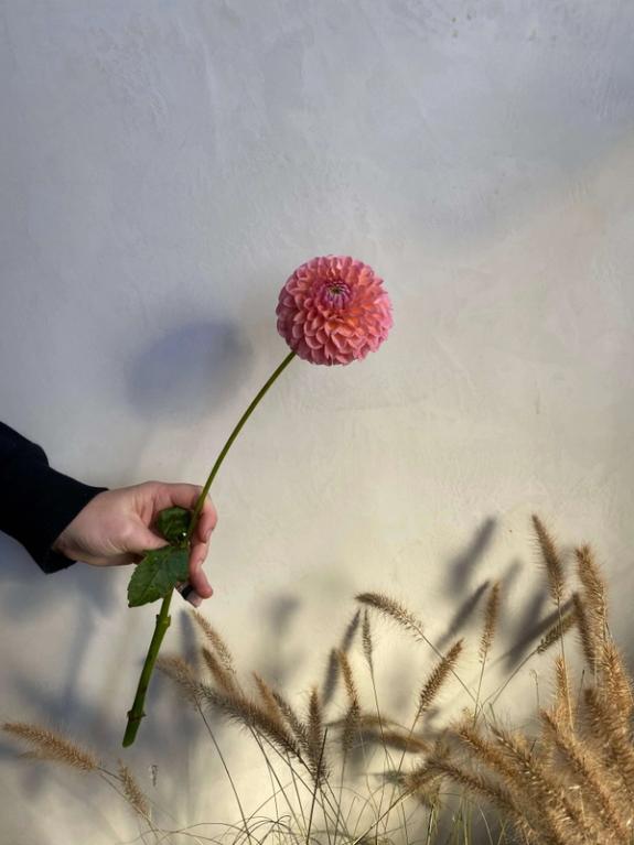 Hover Image of Linda's Baby Dahlias