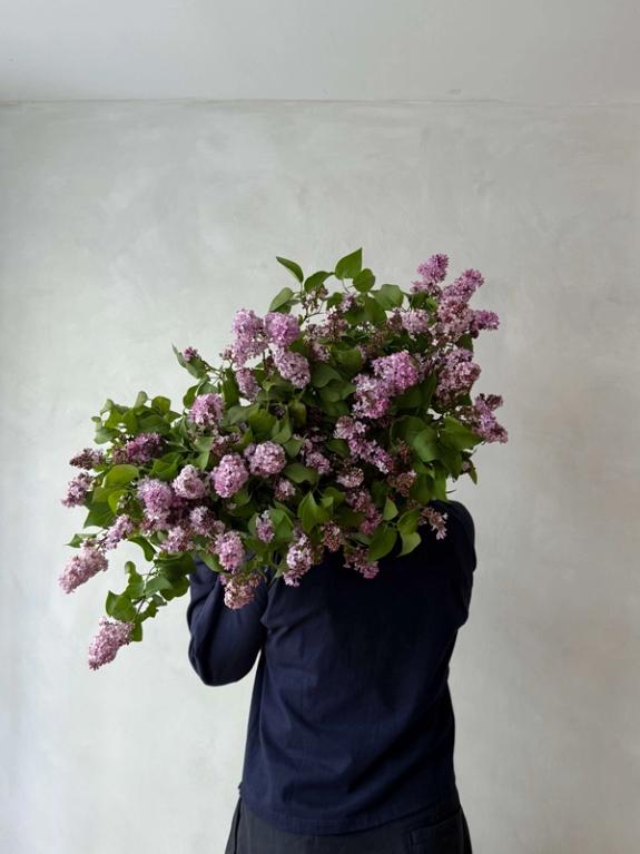 Thumbnail Image of Lilac