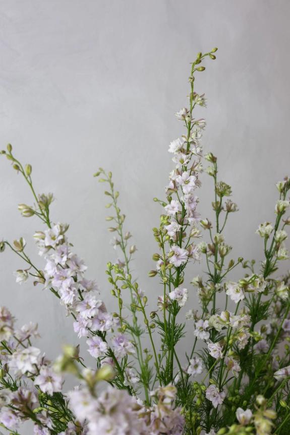 Hover Image of Larkspur Smokey Eyes