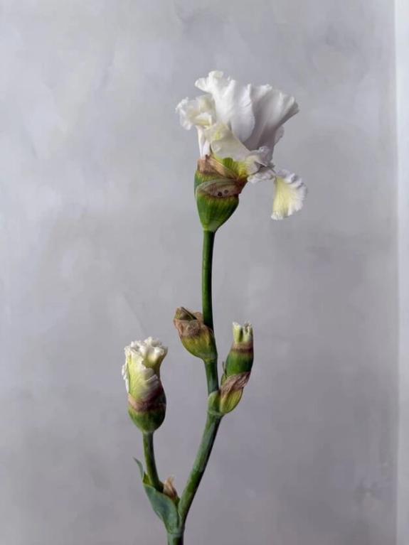 Hover Image of White Bearded Iris