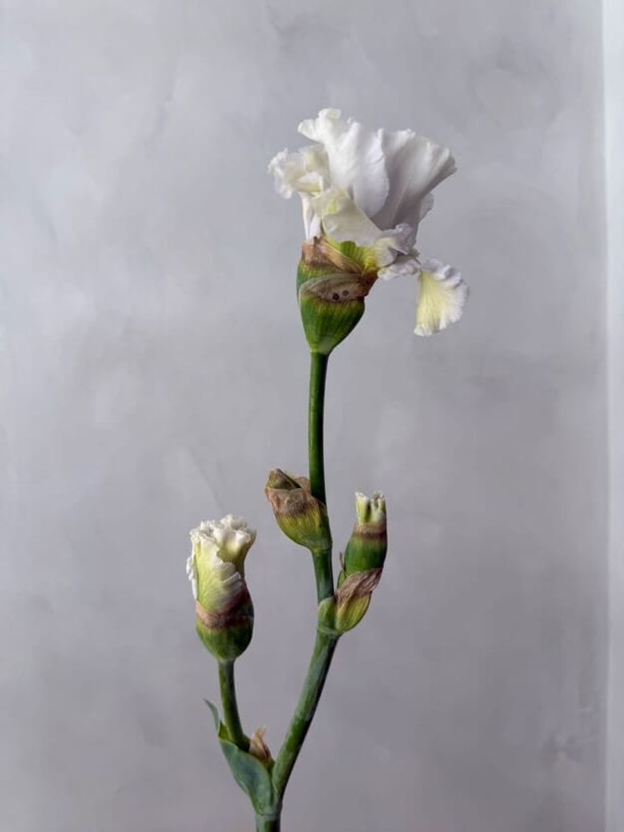 Product image in gallery for White Bearded Iris | Item 2