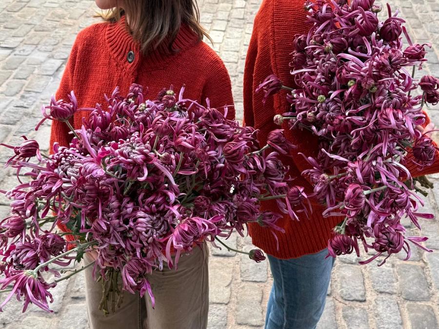 Product image in gallery for Heirloom Kokka Bunmi Chrysanthemums | Item 2