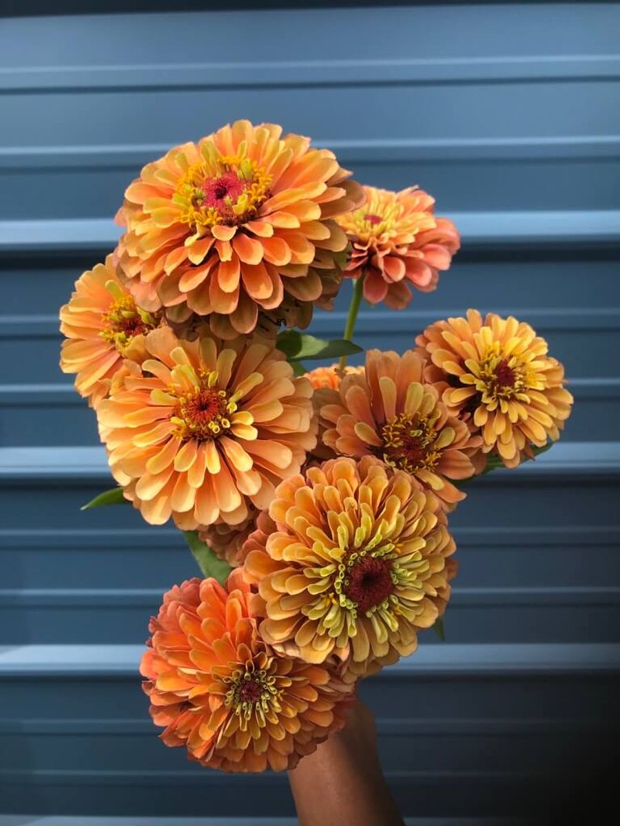 Product image in gallery for Queen Lime Orange Zinnia | Item 1