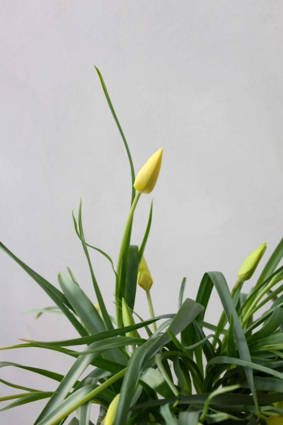 Hover Image of Honky Tonk Tulips