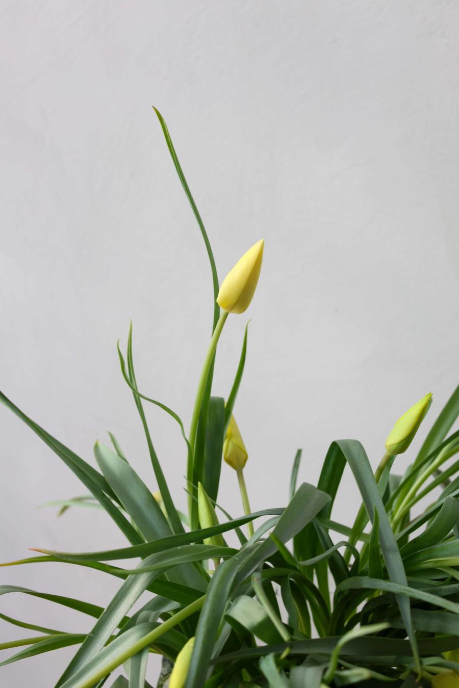 Product image in gallery for Honky Tonk Tulips | Item 2
