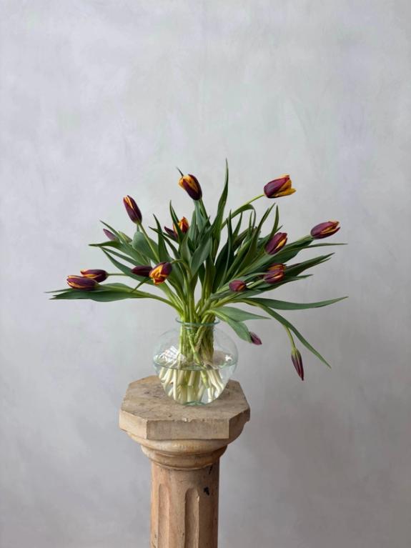 Thumbnail Image of Gavota Tulips