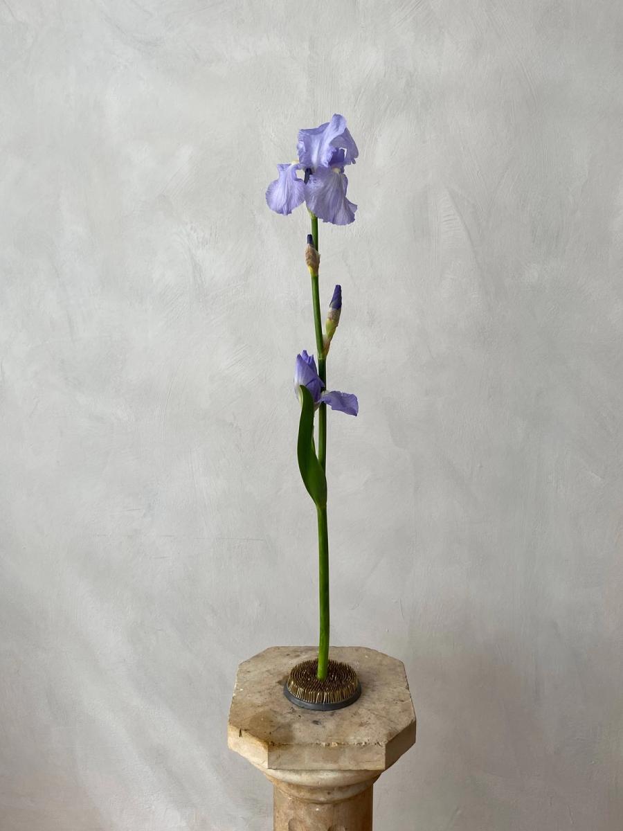 Product image in gallery for Periwinkle Bearded Iris | Item 2