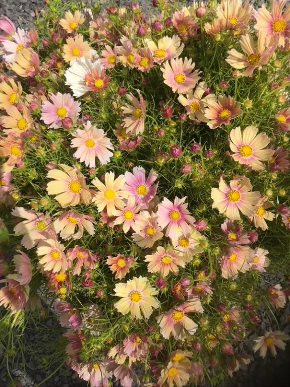 Thumbnail Image of Apricotta Lemonade Cosmos