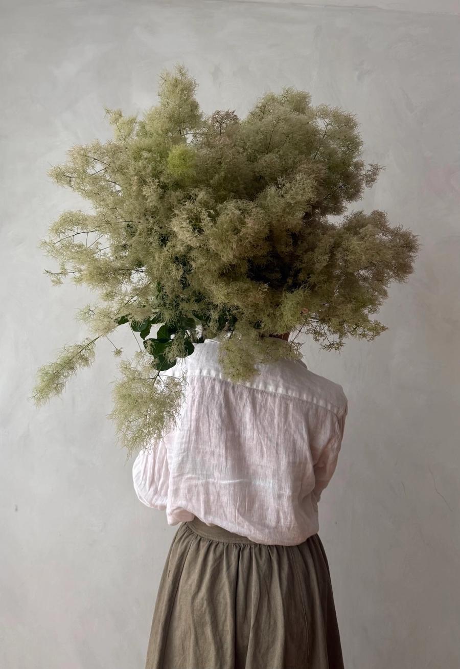 Product image in gallery for Japanese Green Smoke Bush | Item 1