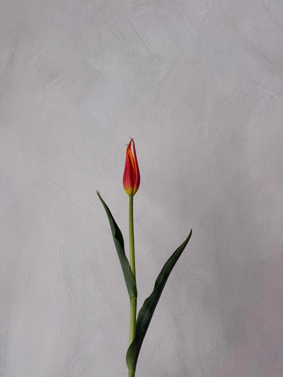 Product image in gallery for Shogun, Turkestanica, and Tubergen's Gem Tulips | Item 3