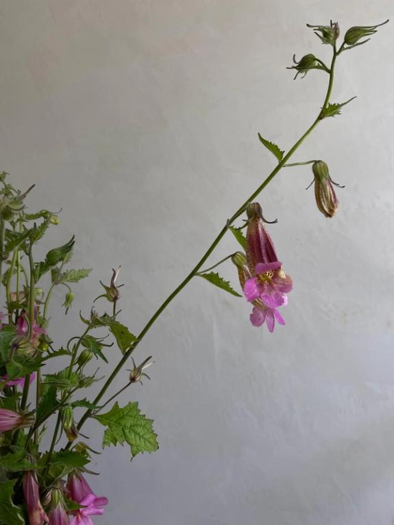 Hover Image of Chinese Foxglove