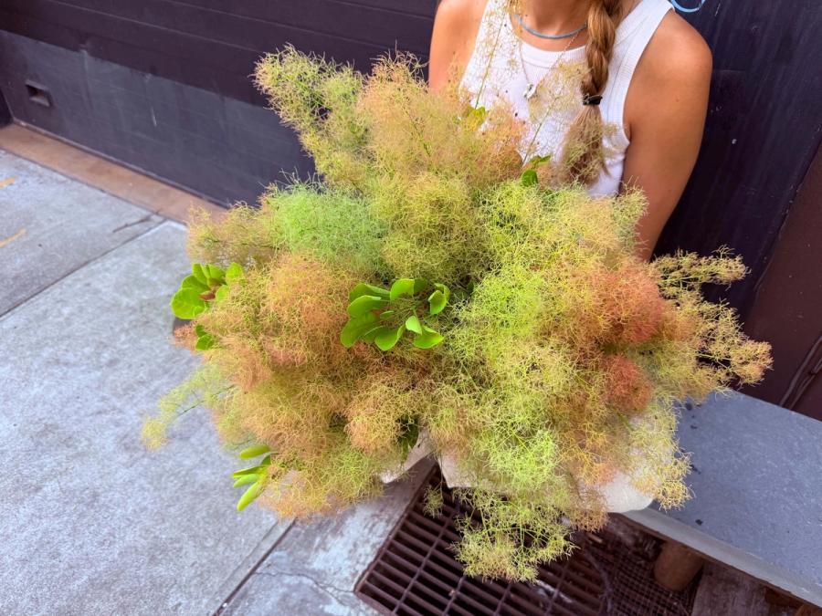 Product image in gallery for Champagne Smoke Bush | Item 5
