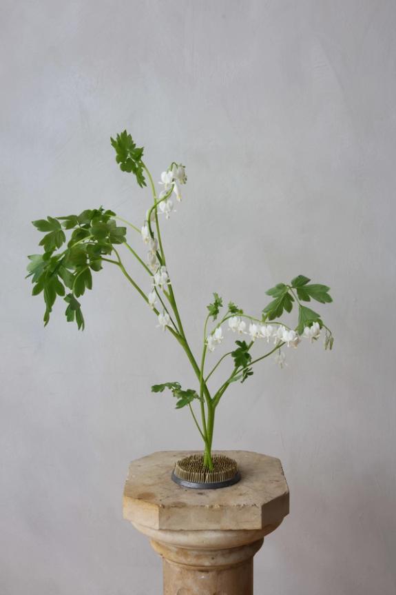 Hover Image of Bleeding Hearts