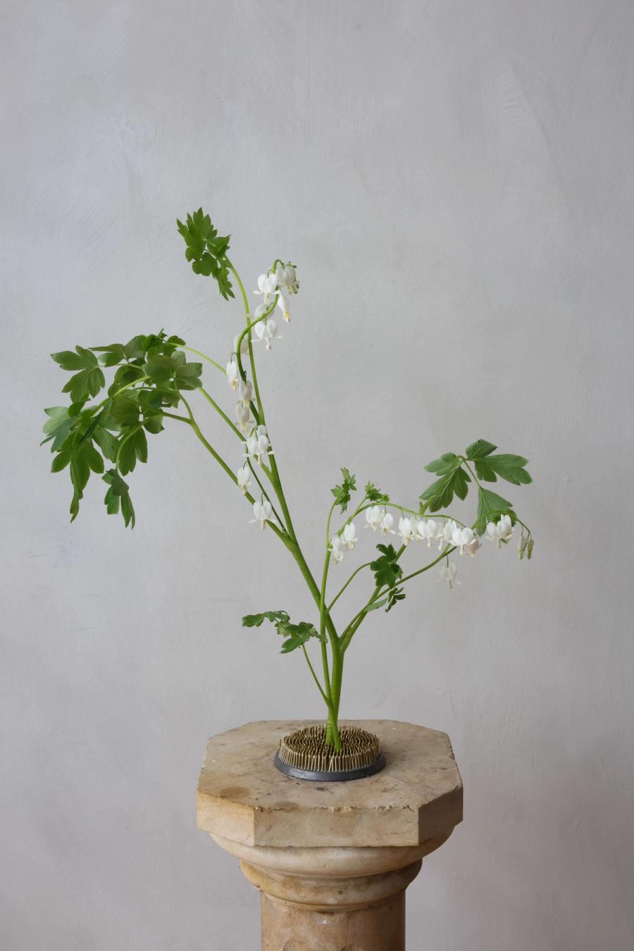 Product image in gallery for Bleeding Hearts | Item 2