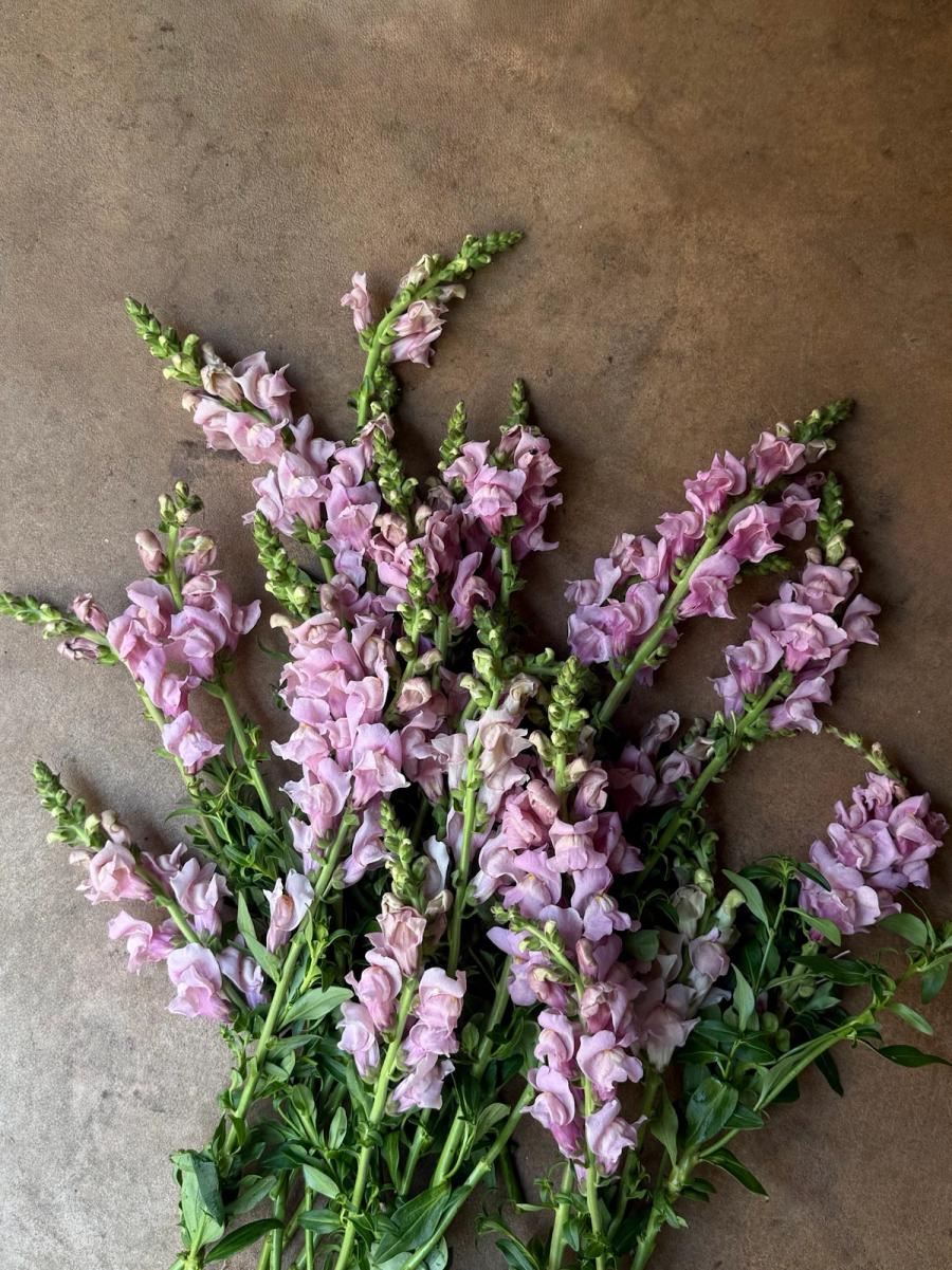 Product image in gallery for Opus III Lavender Snapdragon | Item 1