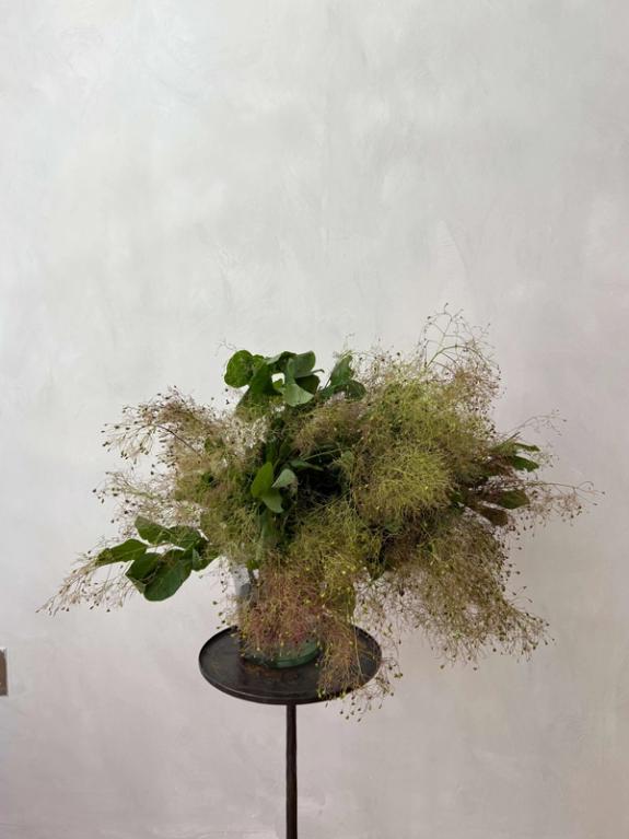 Thumbnail Image of Smoke Bush