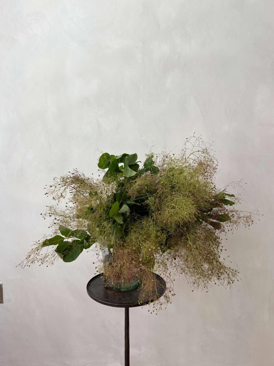 Product image in gallery for Smoke Bush | Item 1