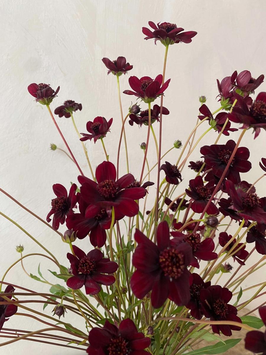 Product image in gallery for Chocolate Cosmos | Item 2