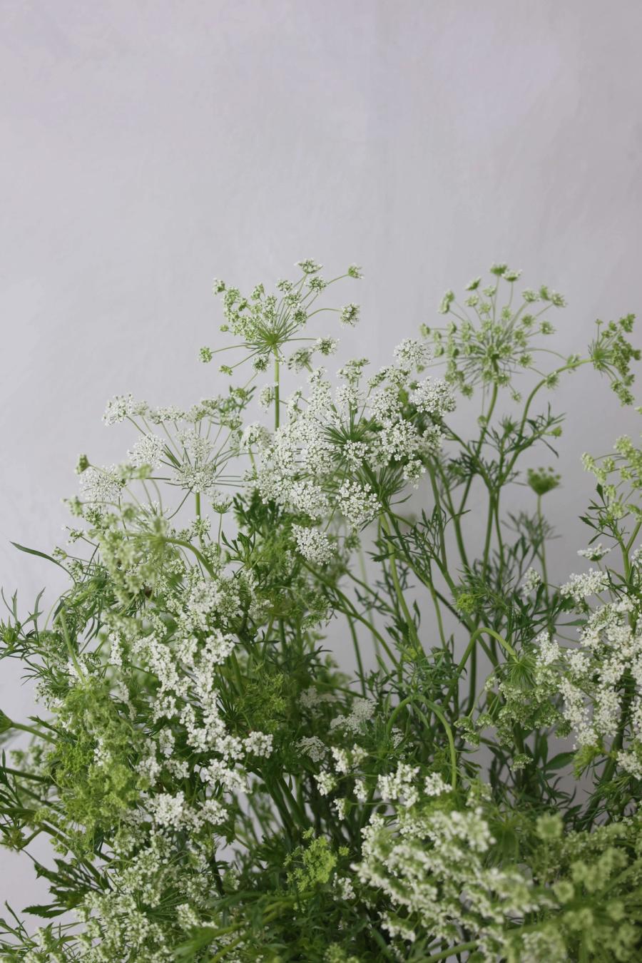 Product image in gallery for Ammi Dara-Dara Queen Anne's Lace | Item 2