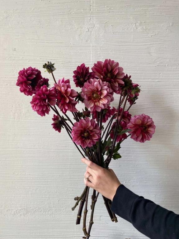 Thumbnail Image of Senior's Hope Dahlia Bunch