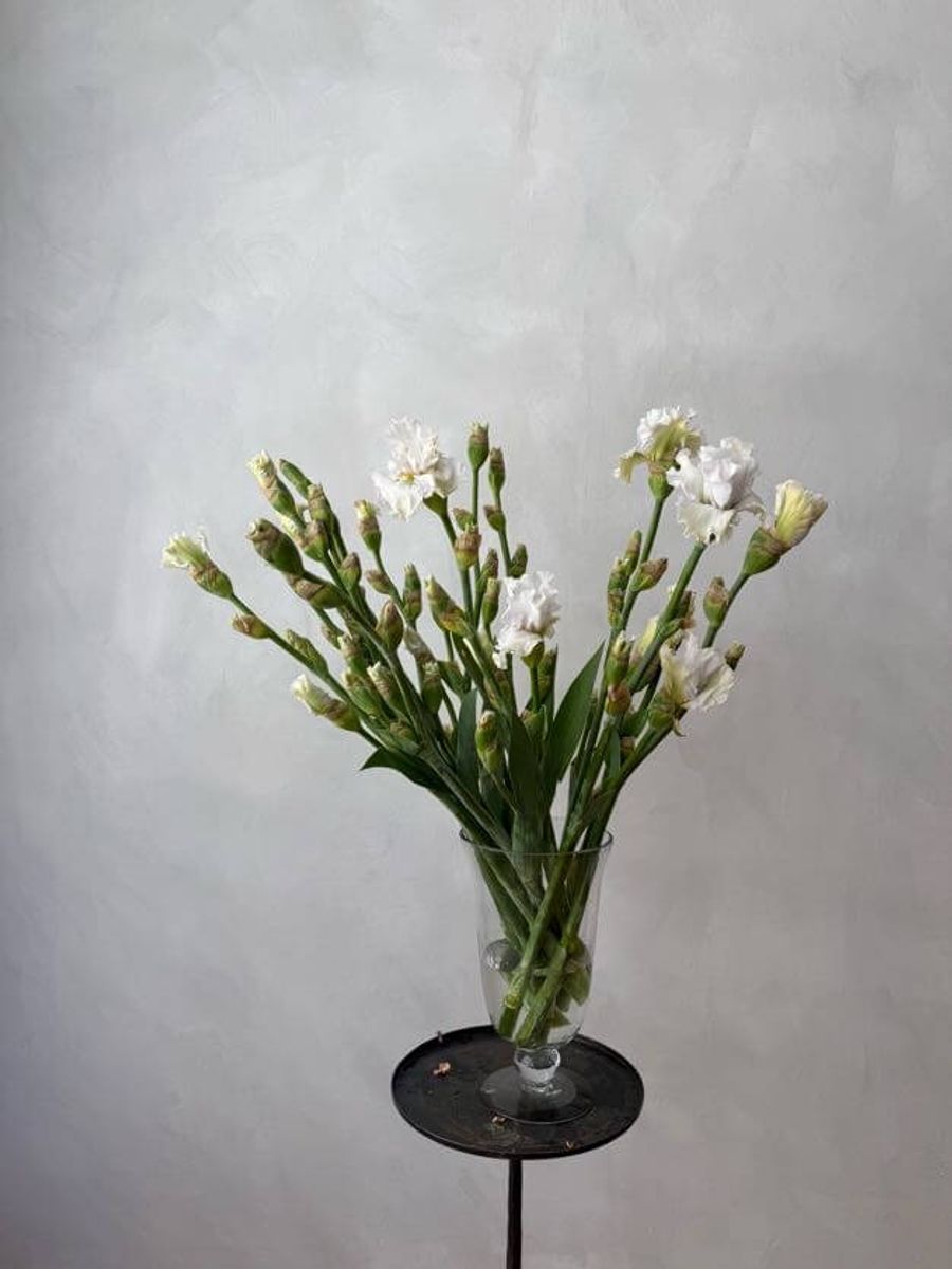 Product image in gallery for White Bearded Iris | Item 1