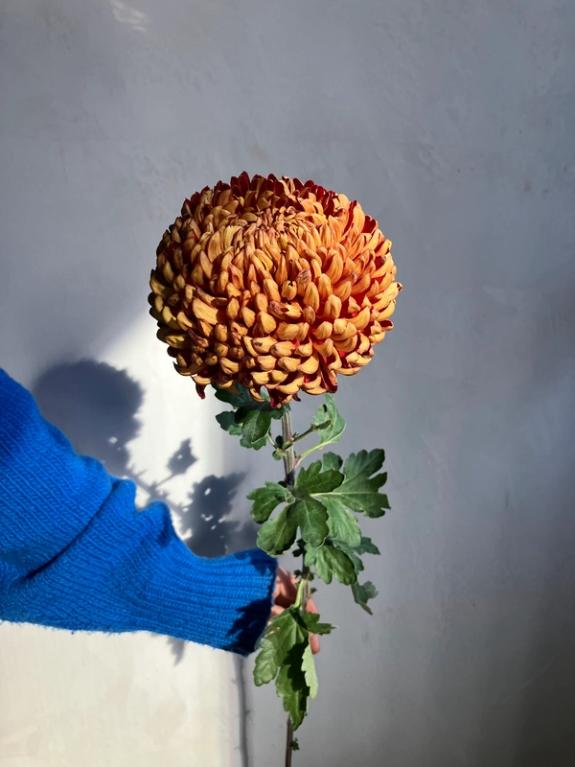 Hover Image of Heather James Bear Creek Chrysanthemum