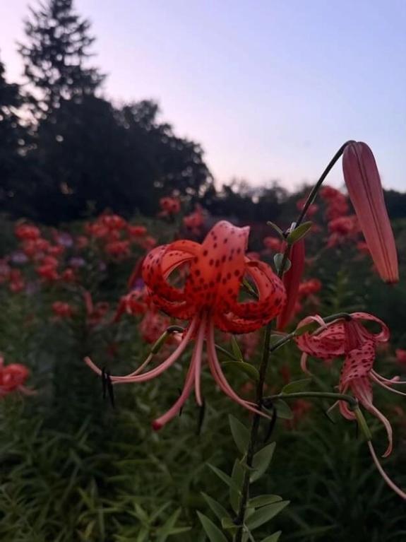 Fox Fodder Flowers image grid container slide 123