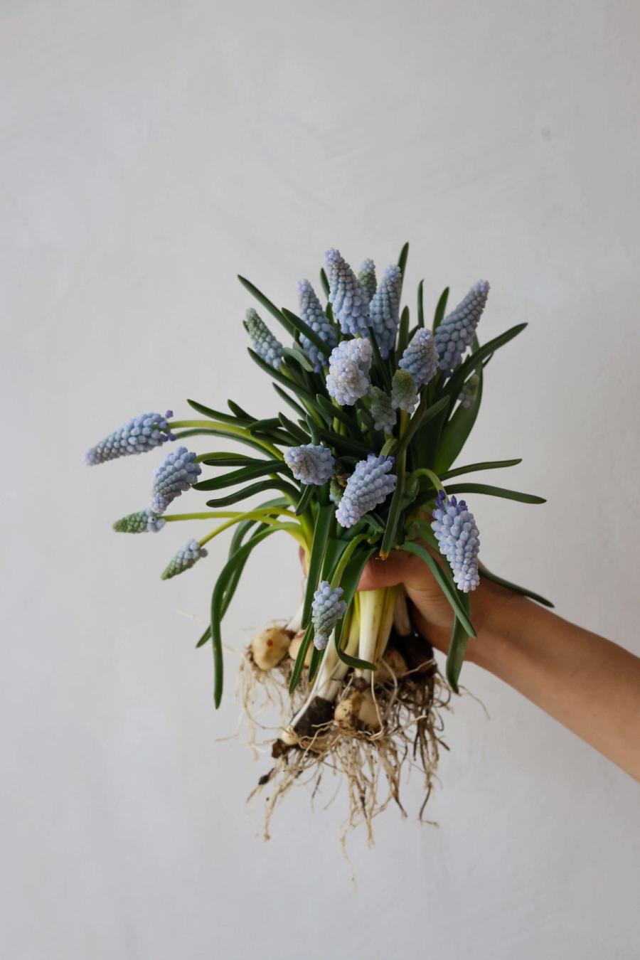 Product image in gallery for Muscari on the Bulb- bunch | Item 1