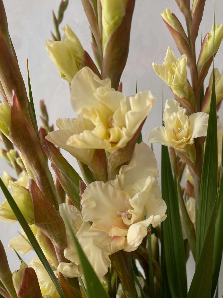 Product image in gallery for Jean Harlow Gladiolus | Item 2