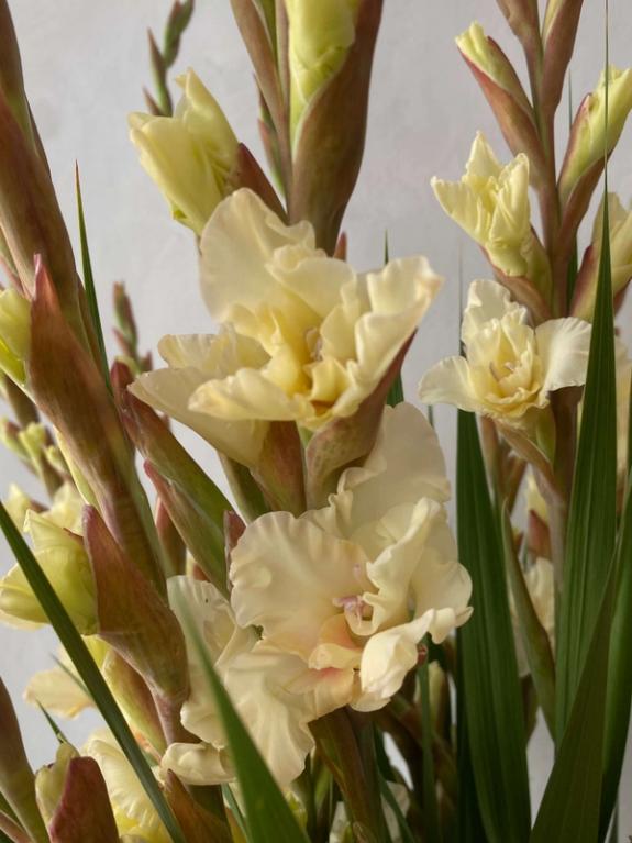 Hover Image of Jean Harlow Gladiolus