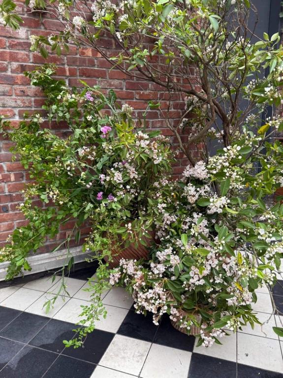 Fox Fodder Flowers image grid container slide 233