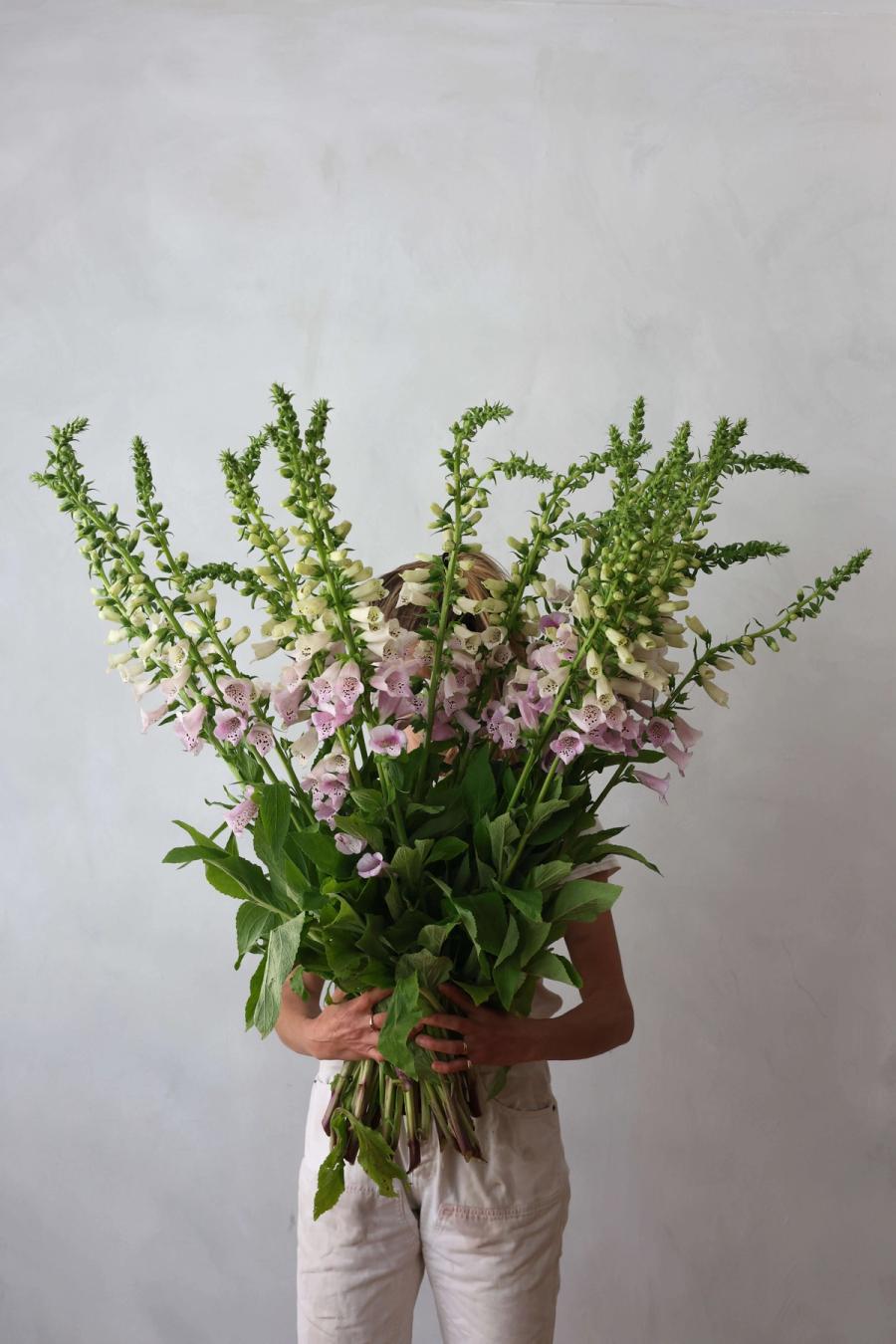 Product image in gallery for Pam's Choice Foxglove | Item 1