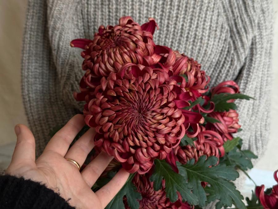 Product image in gallery for Crimson TIde HeIrloom Chrysanthemums | Item 2