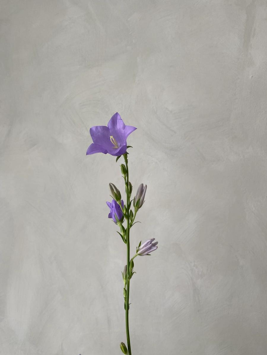 Product image in gallery for Campanula Telham Beauty | Item 3